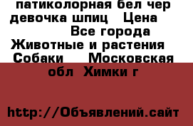 патиколорная бел/чер девочка шпиц › Цена ­ 15 000 - Все города Животные и растения » Собаки   . Московская обл.,Химки г.